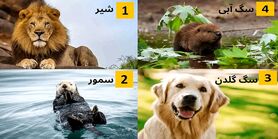تست روانشناسی | یک حیوان را انتخاب کنید تا بگویم شما کی هستید؟