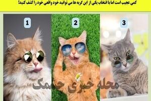 روانشناسی؛ شخصیت شناسی تصویری | یکی از این گربه های جذابو انتخاب کن تا بگم از نظر عشقت چقدر جذابی