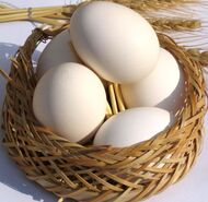 خبر خوب از بازار مرغ و تخم مرغ