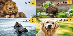  تست شخصیت شناسی| یک حیوان را انتخاب کنید تا بگویم شما کی هستید؟ 