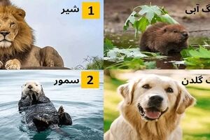  تست شخصیت شناسی| یک حیوان را انتخاب کنید تا بگویم شما کی هستید؟ 
