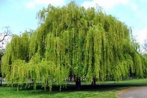  تست شخصیت شناسی | درخت ماه تولدت چیه؟ 