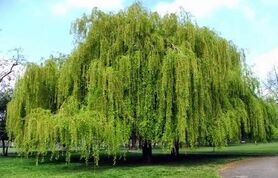  تست شخصیت شناسی | درخت ماه تولدت چیه؟ 