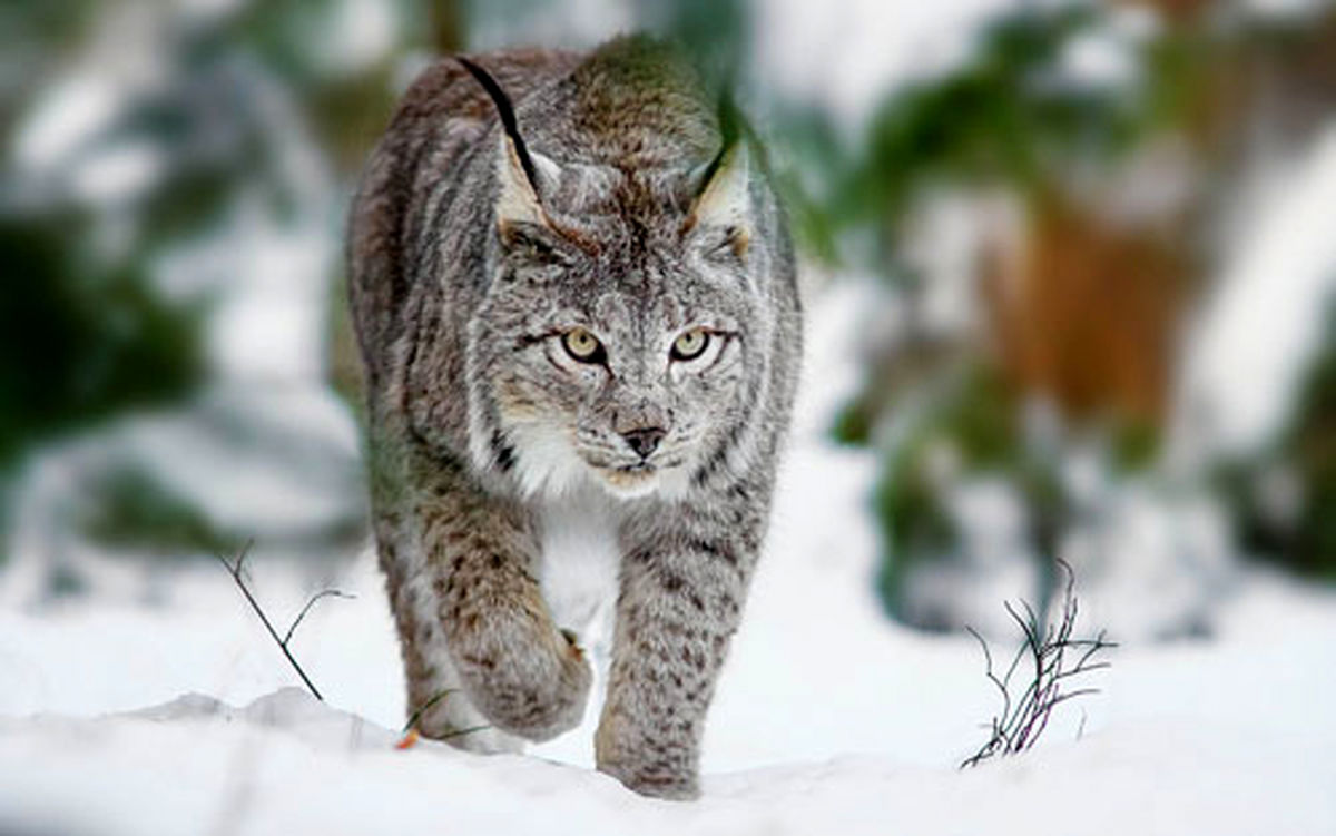 شگفتی های حیات وحش | شکار جالب پرنده در حال پرواز توسط گربه ی سیاه گوش + فیلم جذاب و دیدنی