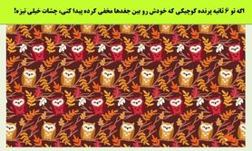 تست هوش | اگه تو 6 ثانیه پرنده کوچیکی که خودش رو بین جغدها مخفی کرده پیدا کنی، چشات خیلی تیزه!
