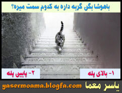 تست هوش و معما | فقط تعداد کمی تونستن تشخیص بدن گربه کدوم سمتی داره میره + پاسخ تست
