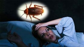 تعبیر خواب سوسک در خواب چیست؟ | تعبیر خواب سوسک از نظر معبران شرقی و غربی