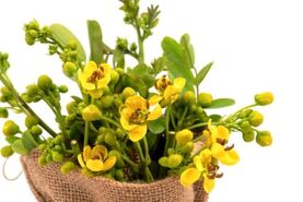 خواص درمانی و مزایای سلامتی برگ سنا برای رفع یبوست و لاغری