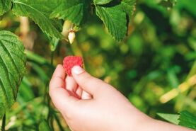 درمان کم خونی با طب سنتی و گیاهان مفید برای فقر آهن

