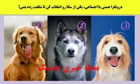 تست شخصیت شناسی | درونگرا هستی یا اجتماعی، یکی از سگا رو انتخاب کن تا شگفت زده بشی!