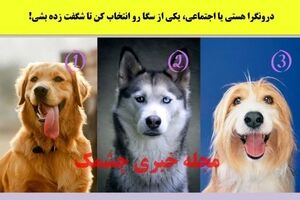 تست شخصیت شناسی | درونگرا هستی یا اجتماعی، یکی از سگا رو انتخاب کن تا شگفت زده بشی!